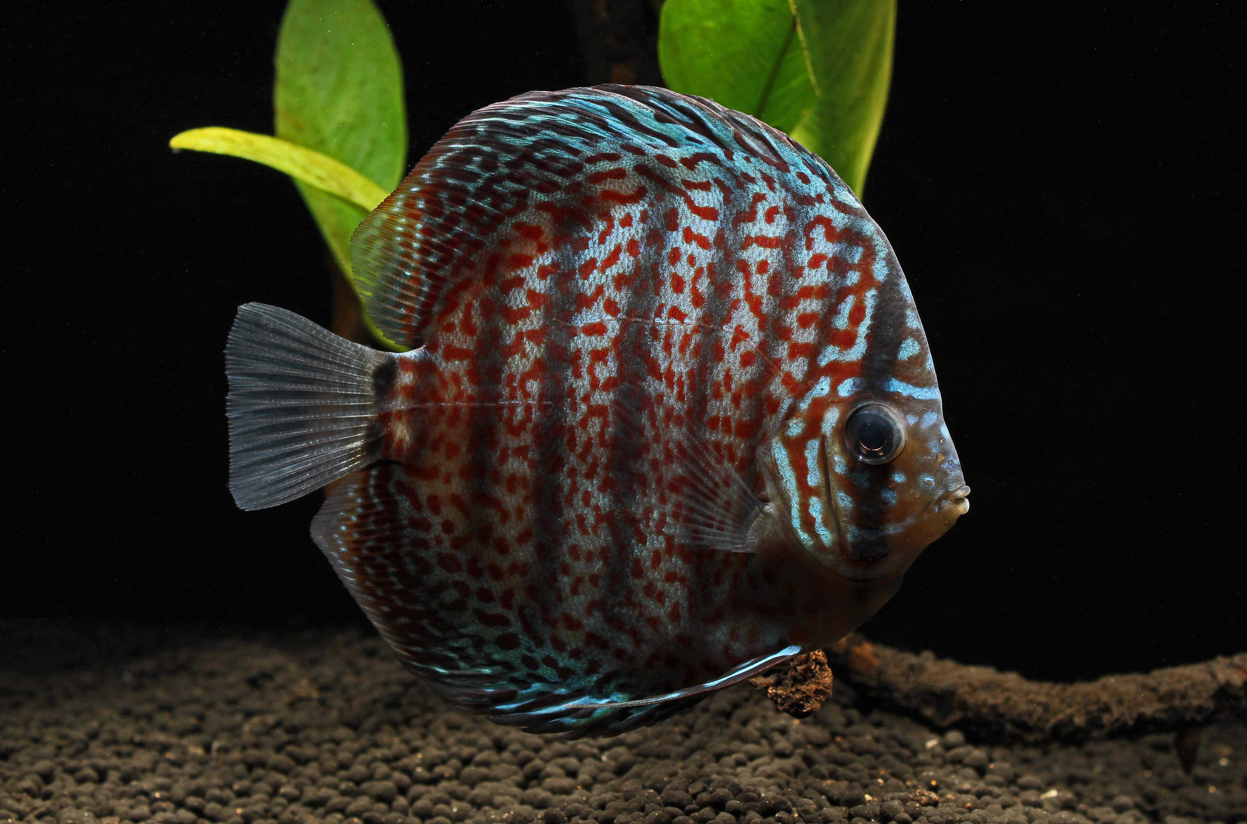 Leopard Discus